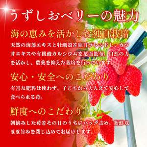 いちご 苺 30粒 3L サイズ うずしおベリー いちご