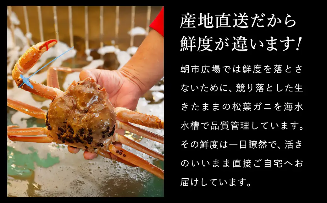 活松葉ガニ タグ付き 約800g【湯楽使用】