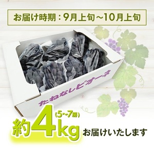 SD0259　種なし大粒ぶどう　「ピオーネ」　約4kg(5～7房)