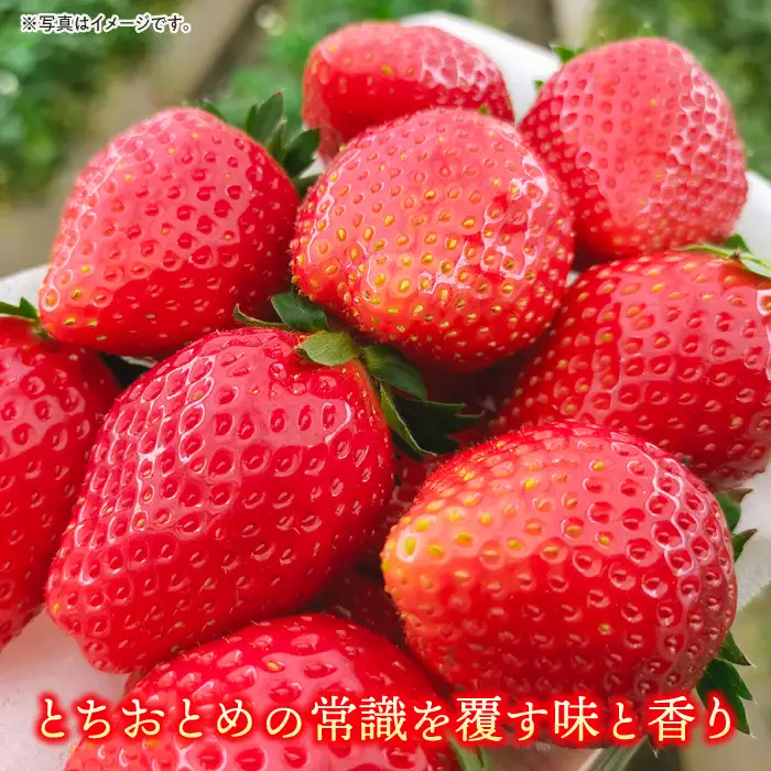 【先行予約】【数量限定100セット】嘉山農園の完熟大粒いちご とちおとめ（270g以上×2パック）イチゴ 苺 フルーツ 果物 いちご 【いちごはうす嘉山農園】 [AKCO001] 