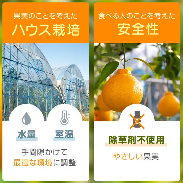 ＜先行予約＞ 不知火 しらぬい 計6kg 3kg×2ケース 国産 フルーツ みかん デコポン【JA鹿児島きもつき高山支所】A18008