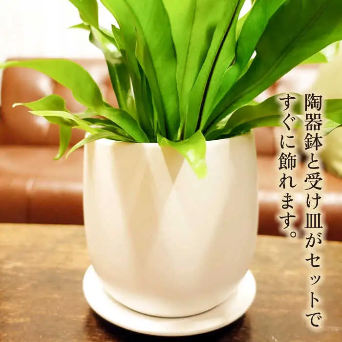 ライムグリーンの葉が美しい！『 アスプレニウム 』 糸島市  / cocoha 観葉植物 [AWB027]