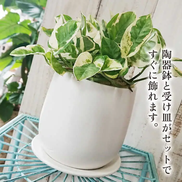 もっとも美しいポトスの進化型『 ポトス ・ エンジョイ 』 糸島市  / cocoha 観葉植物 [AWB028]