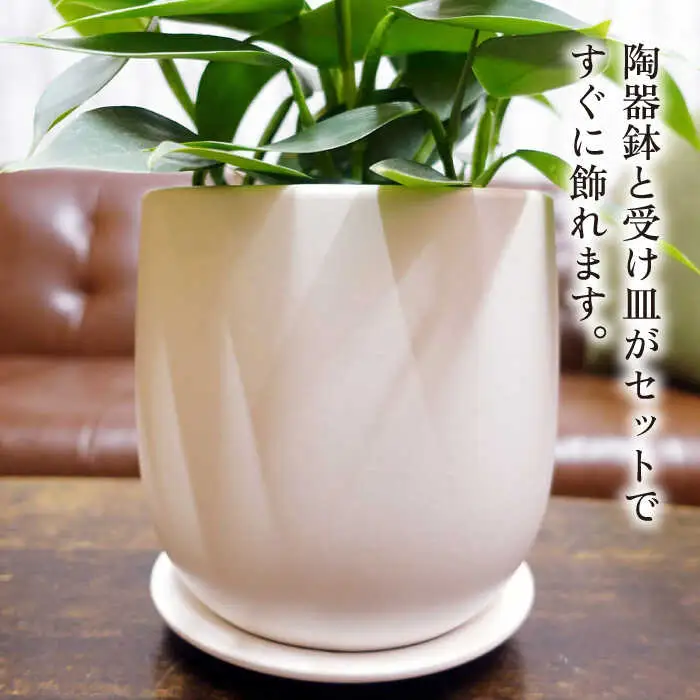 シルバーリーフが美しい『 フィロデンドロン ・ シルバーメタル 』 糸島市  / cocoha 観葉植物 [AWB029]