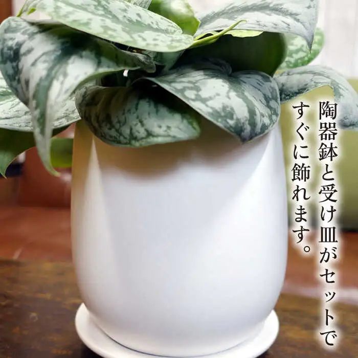 シルバーグリーンの斑模様が美しい『 スキンダプサス 』 糸島市  / cocoha 観葉植物 [AWB030]