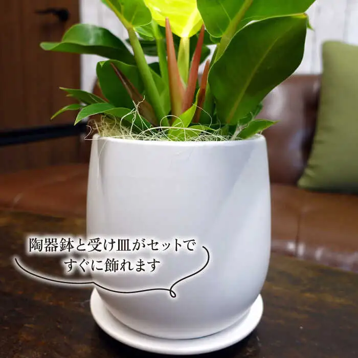 鮮やかなイエローグリーンが美しい『 フィロデンドロン ・ インペリアル ゴールド 』 糸島市  / cocoha 観葉植物 [AWB031]