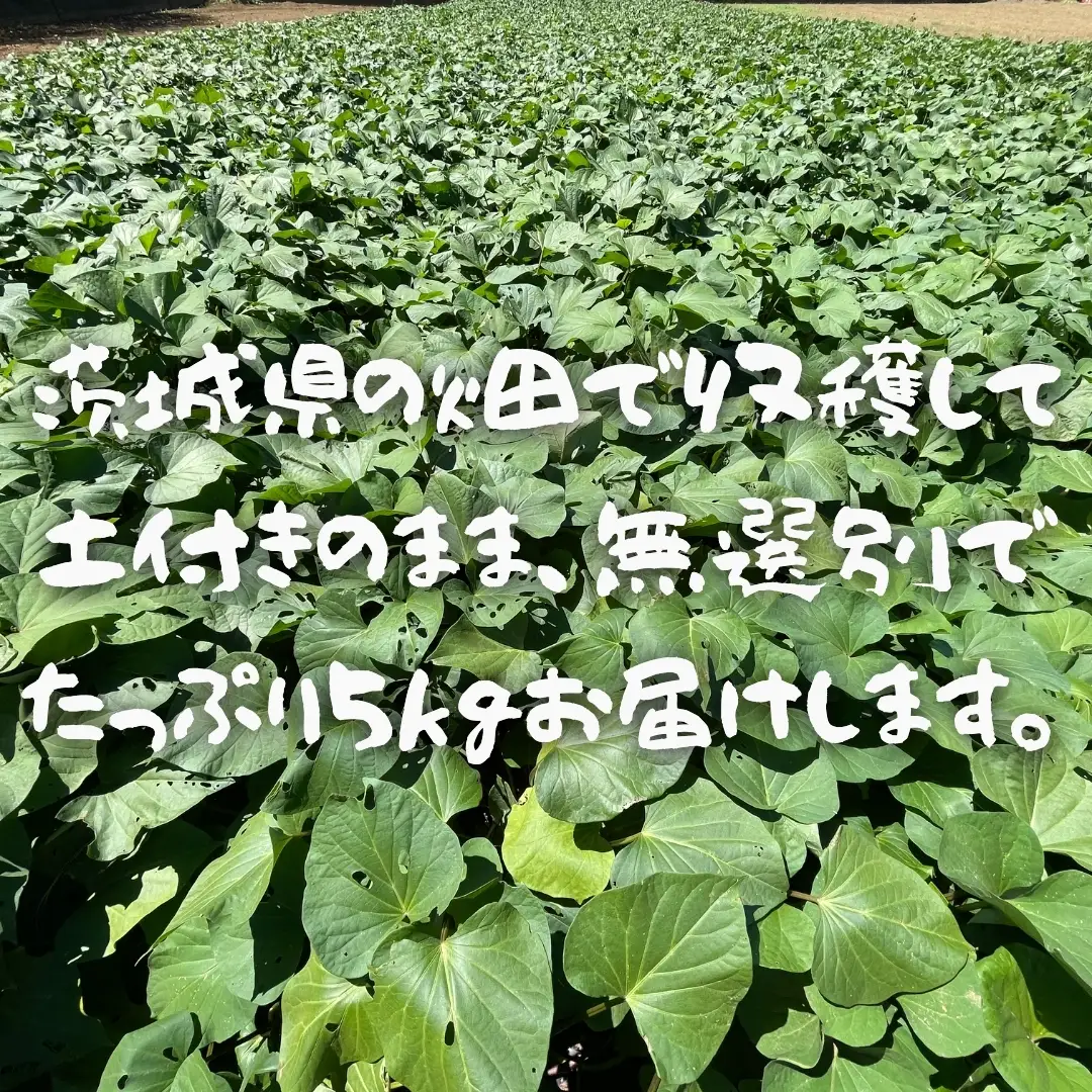 茨城県産 さつまいも 紅はるか 5kg （ 土付き サイズ無選別 ）【2026年11月頃から発送開始】 べにはるか いも 茨城 甘い おいしい 美味しい 訳あり 規格外 不揃い