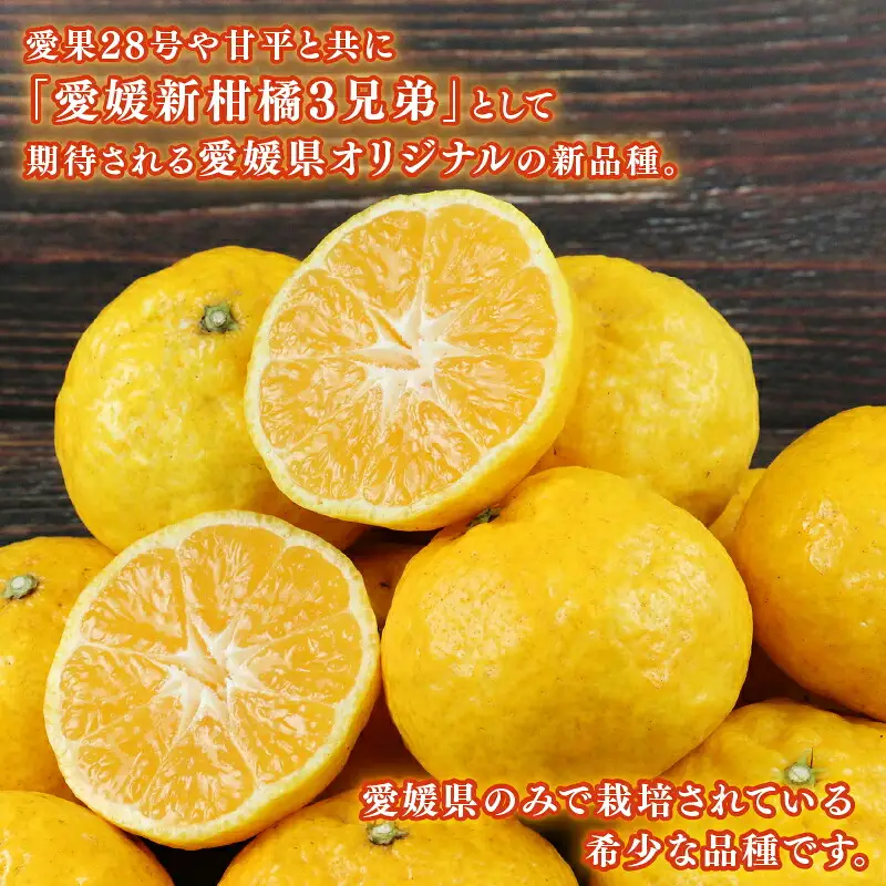 媛小春 2.5kg 柑橘 兵頭農園 柑橘 B010-055004