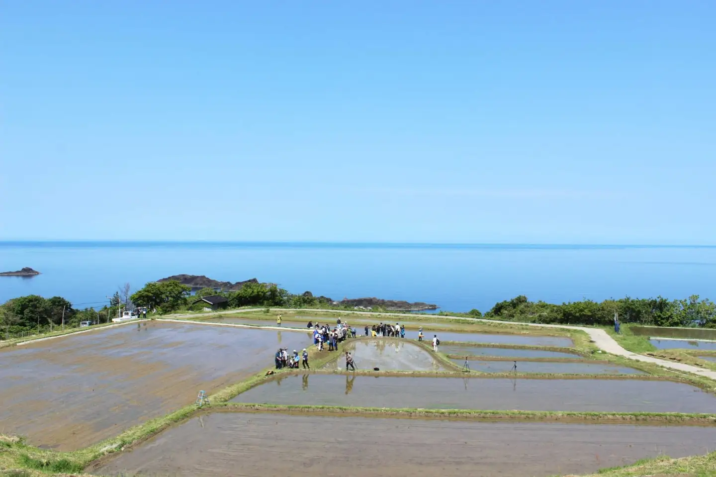 コシヒカリ3kg 2026年10月中旬より順次発送 佐渡の車田植 国指定 重要無形民俗文化財 北村家 稲穂付き コシヒカリ