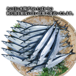 【期間限定】 訳あり 鮮さんま 約2.2kg 冷蔵 サンマ 