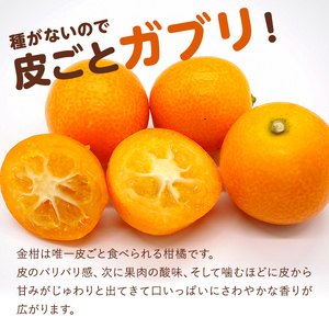 種無し金柑　ぷちまる　訳あり　2.5kg mi0084-0011-4