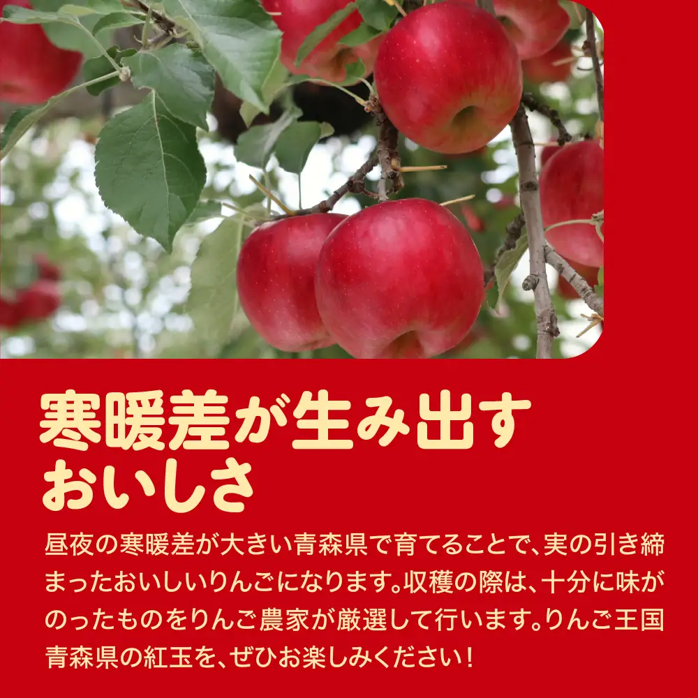 紅玉　訳あり りんご 約10kg 青森県産 りんご
