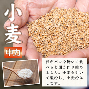 isa479《毎月数量限定》あんしん小麦粉・中力粉(約500g×4袋・計約2kg） 小麦粉 小麦 中力粉 中力小麦粉 鹿児島県 伊佐市 お菓子作り 料理 有機肥料 農薬不使用【しげふみファーム】