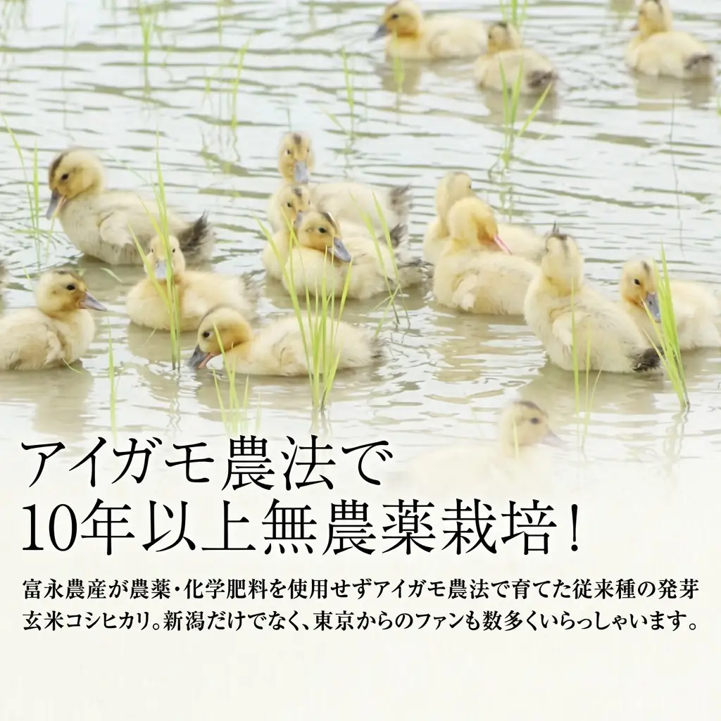 JAS 有機栽培 アイガモ農法 コシヒカリ 発芽玄米 2kg コシヒカリ 新潟