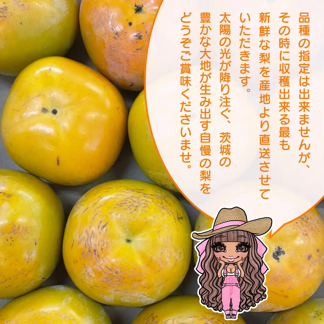 【 先行予約 】 品種おまかせ 採れたて天使の 甘柿 約 3kg（ 茨城県共通返礼品：かすみがうら市 ） 【 2026年10月頃発送 】 