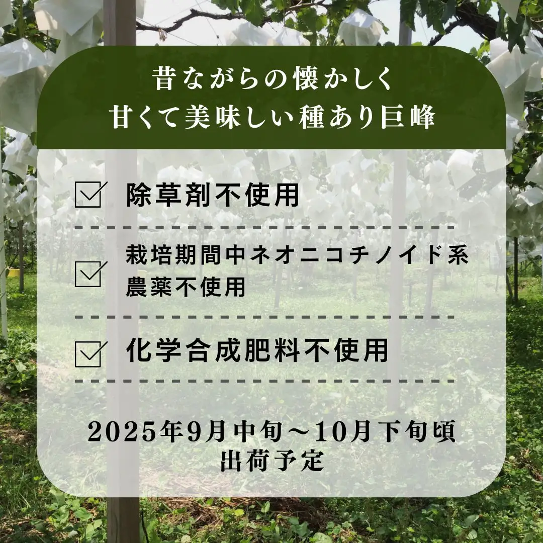 ぶどう 種あり巨峰 2kg ぶどう
