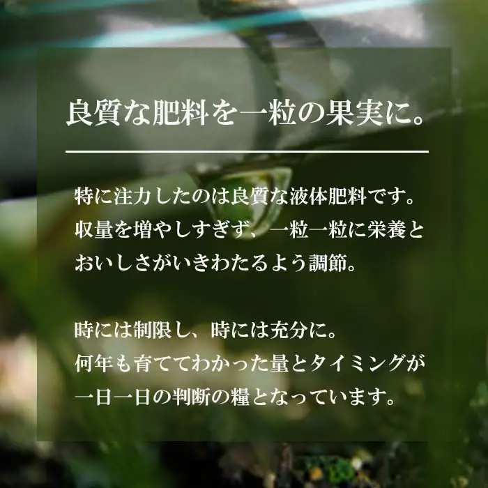 長畠高原苺園 朝採り大粒いちご【1月より順次出荷・お届け日指定不可】 いちご