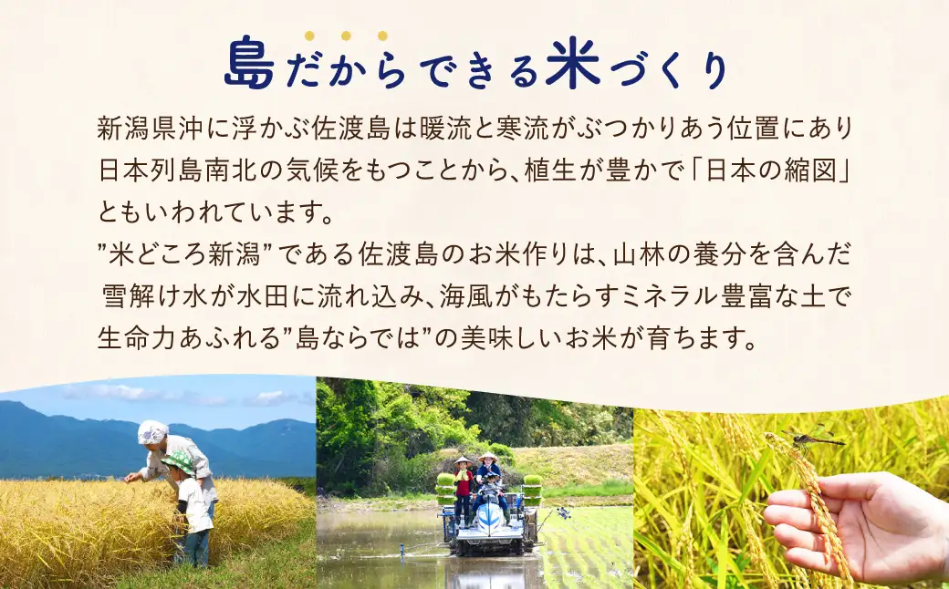 【定期便 5kg 12回】 白米 コシヒカリ 令和8年 計 60キロ | 新潟県 佐渡市 コシヒカリ
