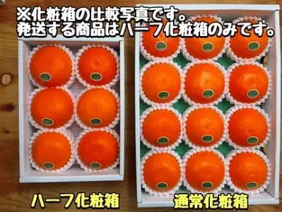 ハーフ 化粧箱 柑橘の大トロ ハウス せとか 厳選 6玉入 南泰園