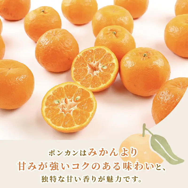 【矢野青果ポンカン】冬の柑橘 ポンカン 2~3kg B012-171008