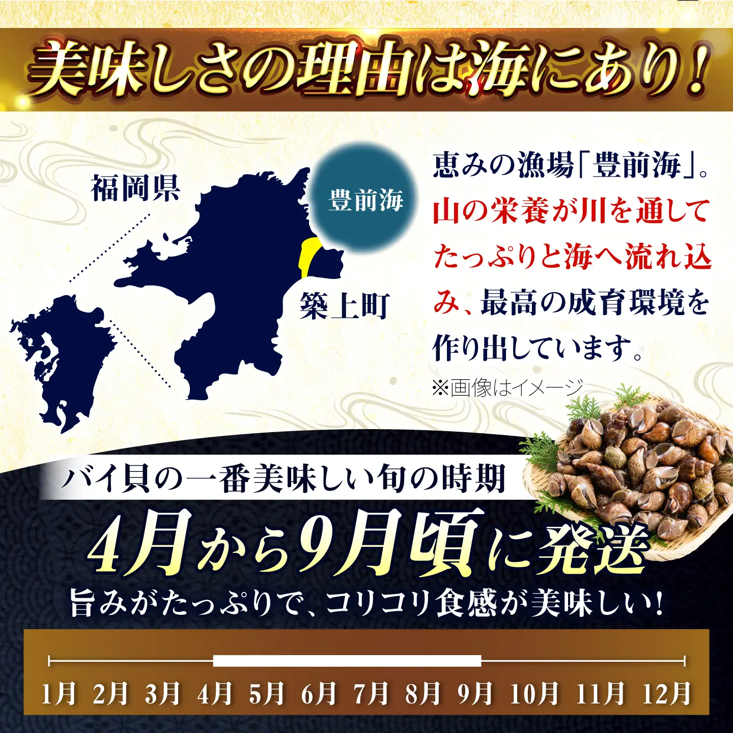 豊前海産 バイ貝 1kg (20-35個前後) バイガイ 貝 カイ [ABCB004] 