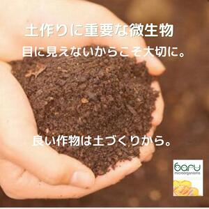 秋田県産シャインマスカット 贈答用 １房【乳酸菌散布】【BARU バイオジャパン吉村株式会社】[B99006]