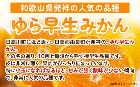 みかん 訳あり ゆら早生みかん 約5kg