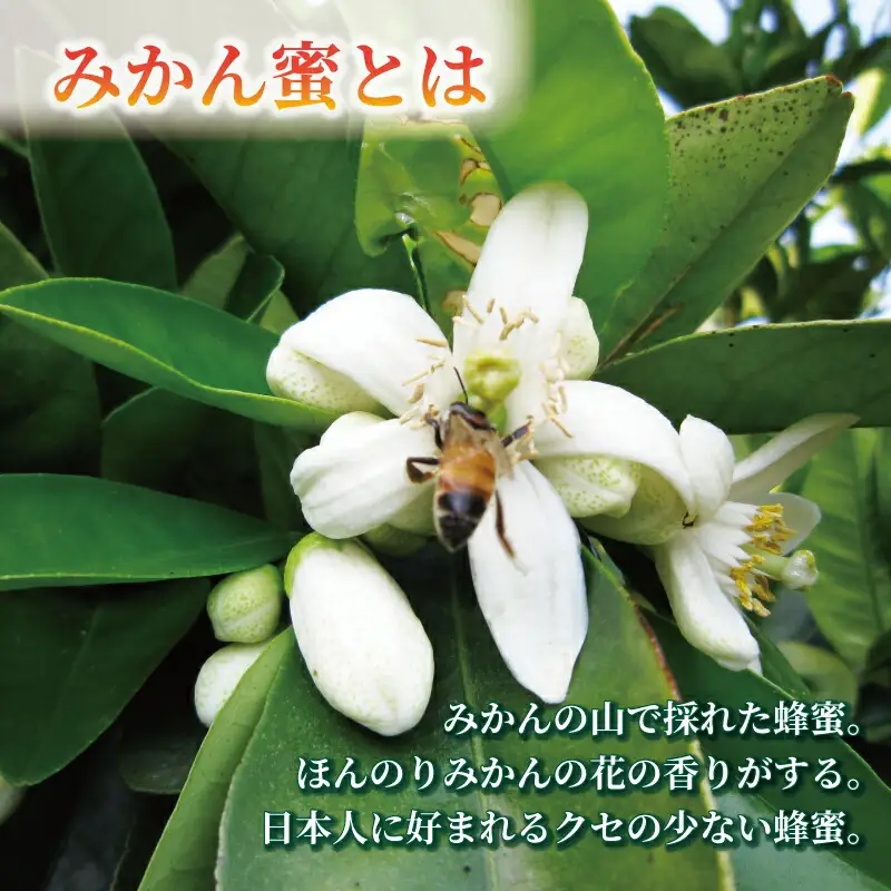 ハチミツ 国産はちみつ 百花蜜 みかん蜜 味比べセット 元気や ﾊﾁﾐﾂ F020-176001