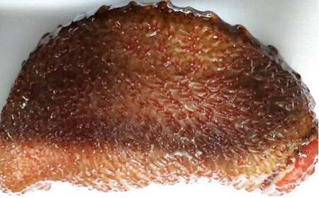 なまこ食べ比べ 修福丸ん赤・青ナマコ！| なまこ