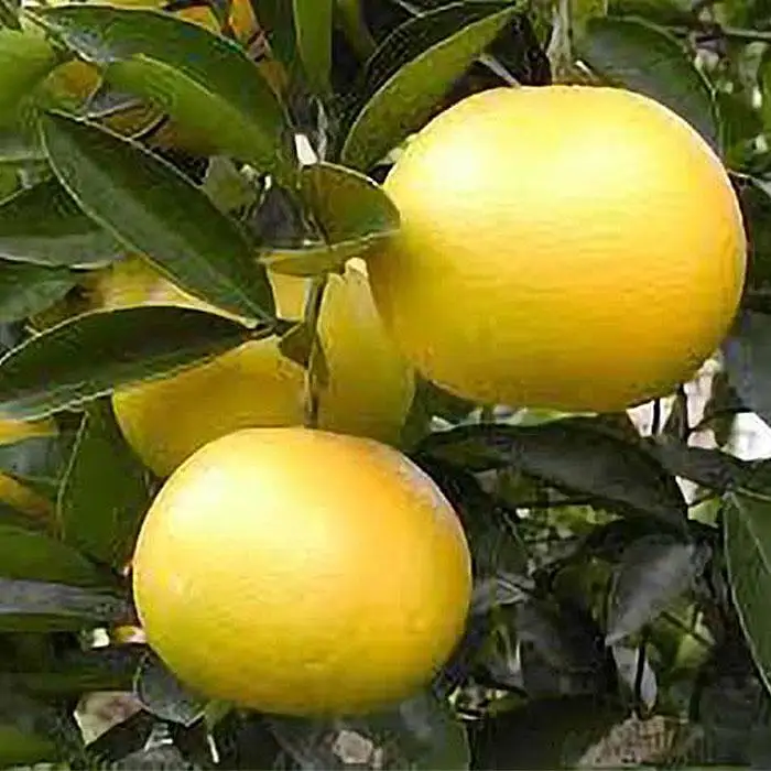 和歌山産 八朔 秀品 3kg(サイズおまかせ)