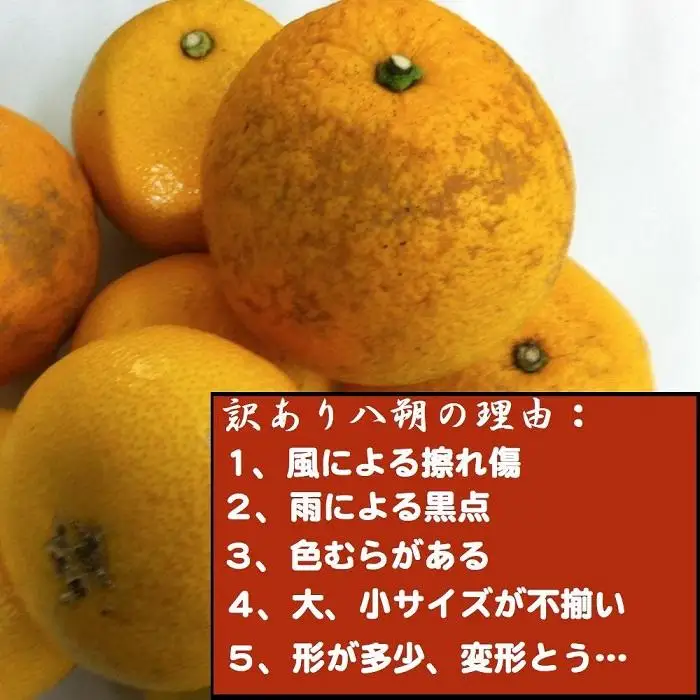 ［訳あり］ 和歌山産 八朔 5kg ［ご自宅用・サイズ不揃い・キズ等あり］