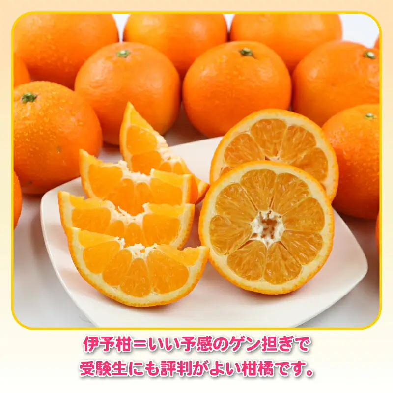 【2026年1月中旬～発送予定】訳あり伊予柑5kg杉本屋 果物 果物 B010-143006