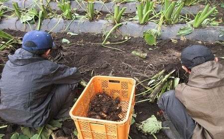 【2025年10月上旬から発送開始予定】 土付き 里芋 約3kg  ＜福祉事業所 ポパイの家＞  ／ さといも 里いも サトイモ  期間限定 産地直送 岩手県産 