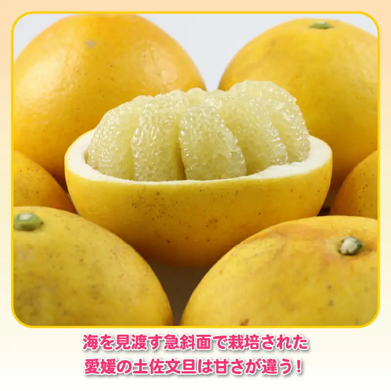 杉本屋 土佐文旦 8kg 文旦［B010-143010］
