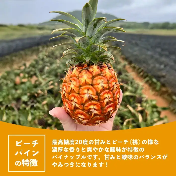 《2027年4月上旬以降順次発送》桃香纏う幻果 ピーチパイン 3玉 (約2.7kg)