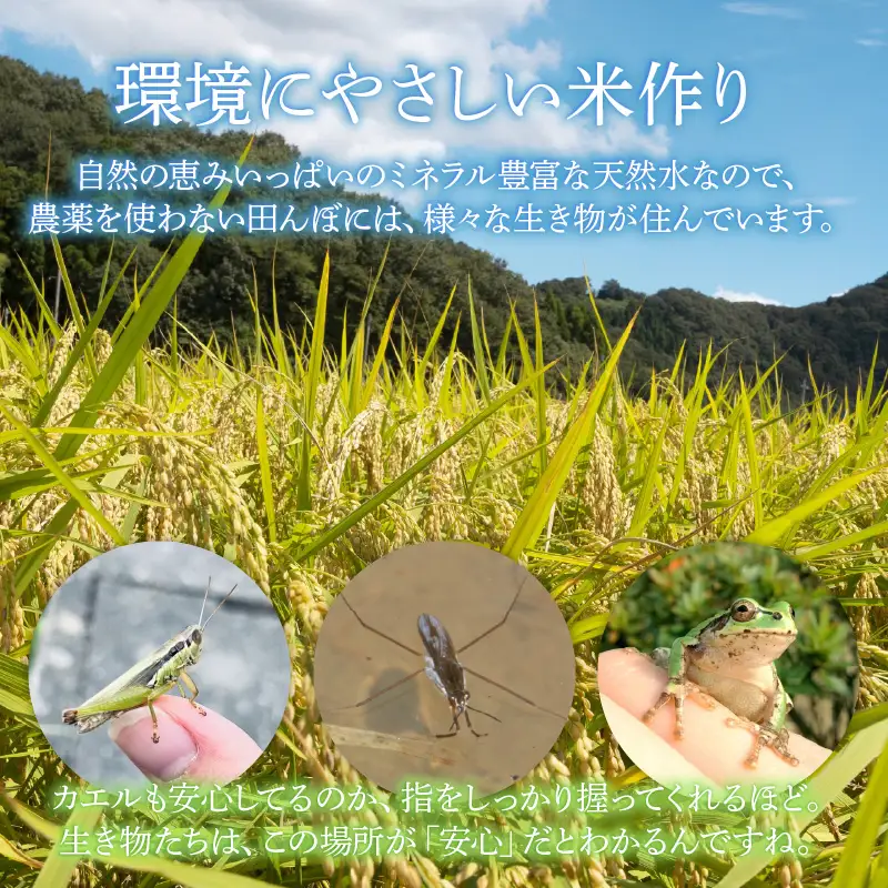 【先行予約】【令和8年産 新米】【定期便6回】伊与衛門農園の自然栽培コシヒカリ玄米 5kg×6回 伊与衛門農園の特別栽培米＜温度と湿度を常時管理し新鮮米を出荷！＞/ 米 自然の力 高品質 鮮度抜群 ブランド米 福井県あわら市産 スマート農業 ※2026年10月下旬以降順次発送 [aw071-j003]