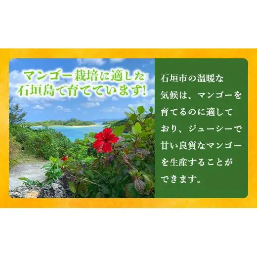 【先行予約】7Lサイズ 幻のキーツマンゴー　TF-3-1_R8
