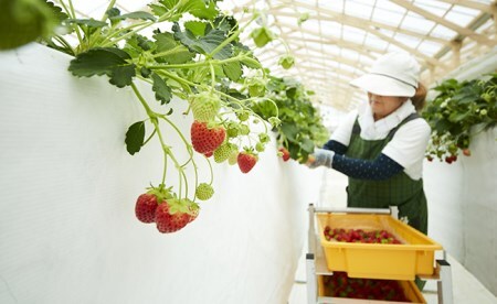 四季成りいちご 品種おまかせ 1種類 400g〈 なつあかり 信大BS8-9 夏の輝 夏のしずく すずあかね 〉いちご
