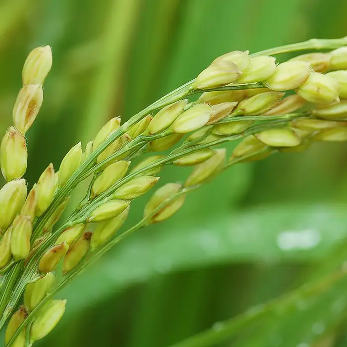 こしひかり 無洗米 10kg 茨城県産 3ヶ月定期便 令和7年産【小松崎商事】253