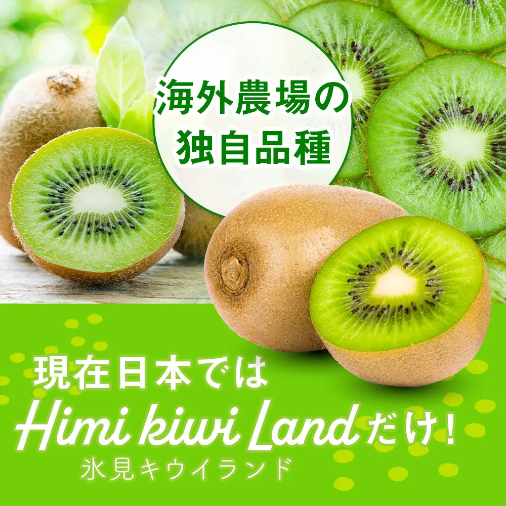 富山県産キウイ（翡翠グリーン）1kg以上（8〜12個）ギフトボックス入り ＜2026年10月以降順次発送＞  | 国産 数量限定 グリーンキウイ 富山 氷見 果物 フルーツ キウイ ギフト プレゼント 希少 品種 甘い