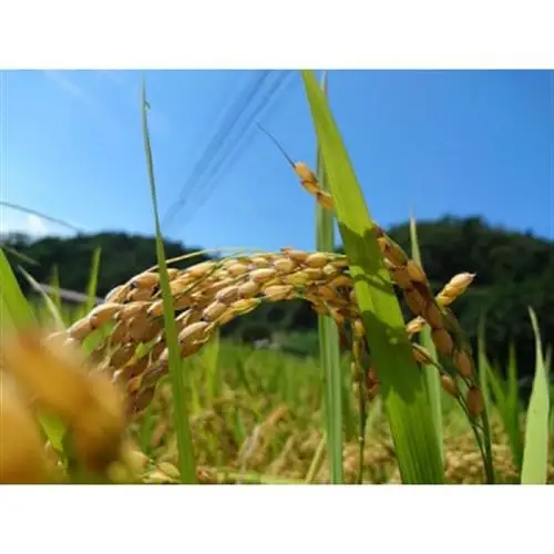 【令和8年産】コシヒカリ　玄米5kg【1443652】