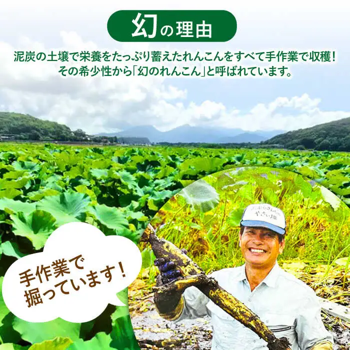 幻の唐比れんこん 3kg  AHCA003 れんこん
