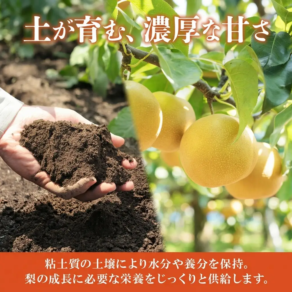 梨 幸水 約5kg フルーツ 果物 福島 梨 なし ナシ 