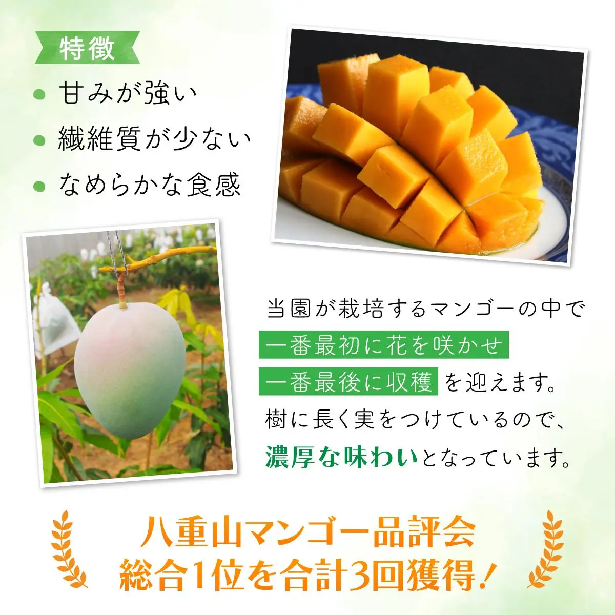 マンゴー 約1.8kg 2～4玉 希少品種 