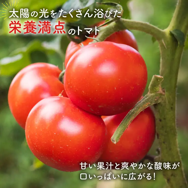 【期間限定発送】 波乗り トマト とまたん 4kg 20個入