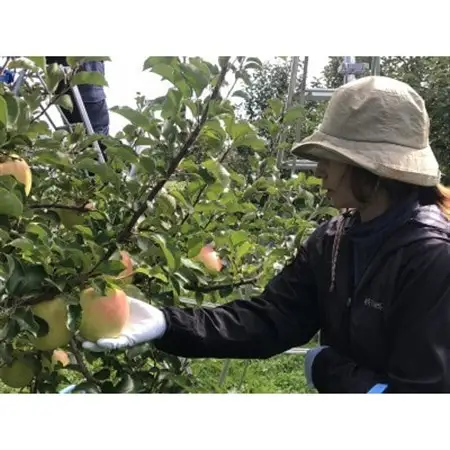 甘くてシャキシャキ!　青森県産りんご　ぐんま名月　贈答用　約5kg　蜜入りも!_果物・フルーツ りんご  リンゴ 林檎_【1342668】