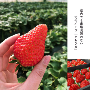 【2027年先行予約】幻のプレミアムいちご とちひめ 600g
