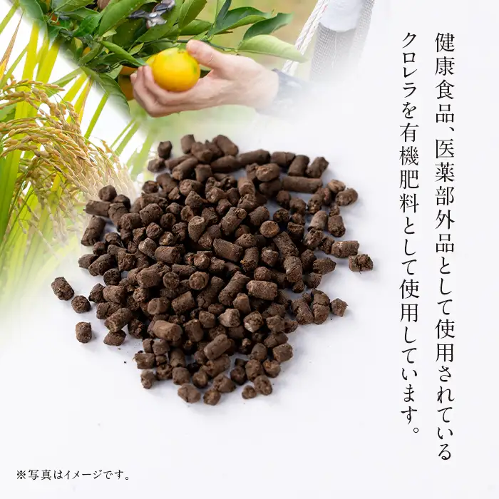 i873-C ＜先行予約受付中！2026年10月下旬~11月下旬の間に発送予定＞【訳あり】クロレラ米（あきほなみ 白米＋玄米・5kg×各1袋・計10kg) 米 お米 10kg 白米 玄米 訳あり あきほなみ クロレラ米 健康食品 クロレラ配合 精米 【黄龍農園】