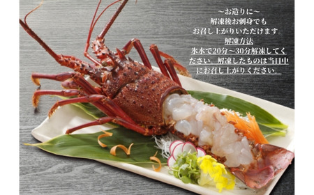 数量限定 ！ 伊勢海老　600g前後 （1～3尾）《 カネアリ水産 》 