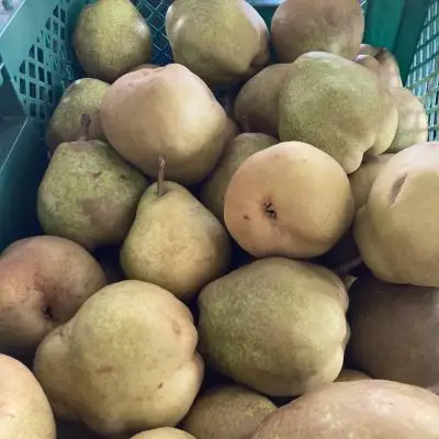 【農園直送！】西洋梨（ラ・フランス）３ｋｇ　ご家庭用　0044-2604